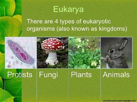 Eukaryota — WikiSabio