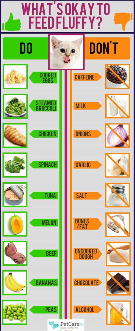 Tips to Feed Your Cat with Safe Human Foods | Tipsographic