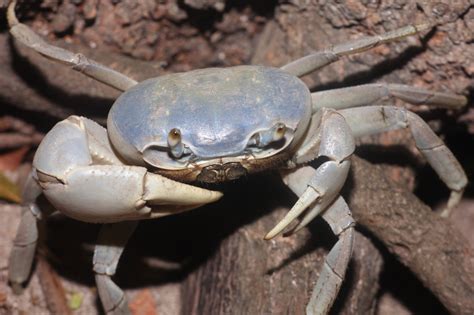 Pin on Fauna of Belize