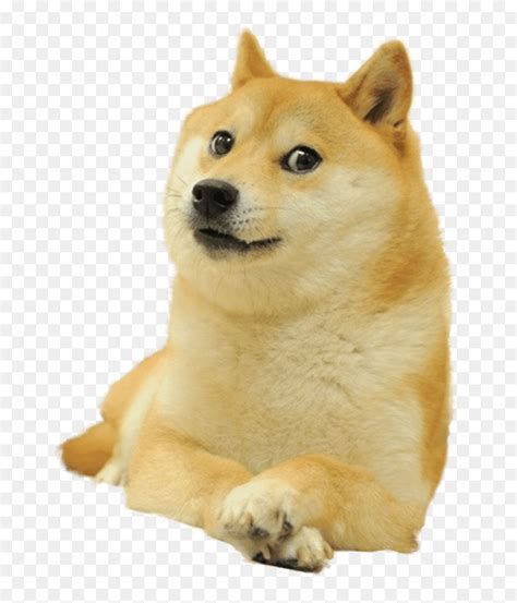 37+ Swole Doge Meme Template Cheems Png Transparent