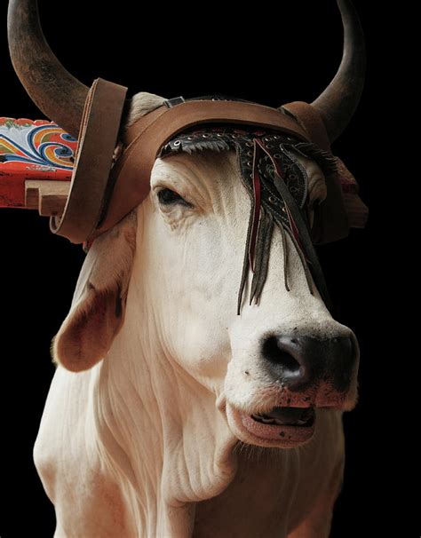 Ox With Yoke Photograph by Paul Taylor - Fine Art America