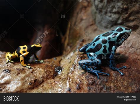 Poison Dart Frogs, Image & Photo (Free Trial) | Bigstock