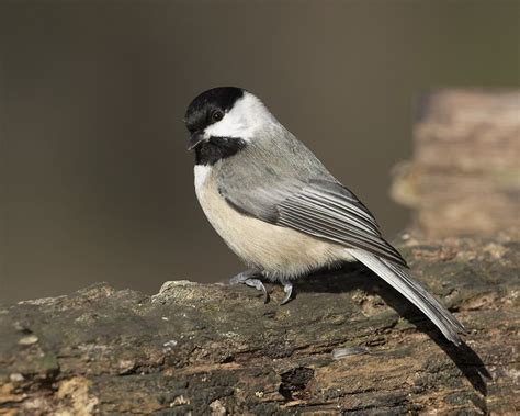 Carolina Chickadee - NestWatch