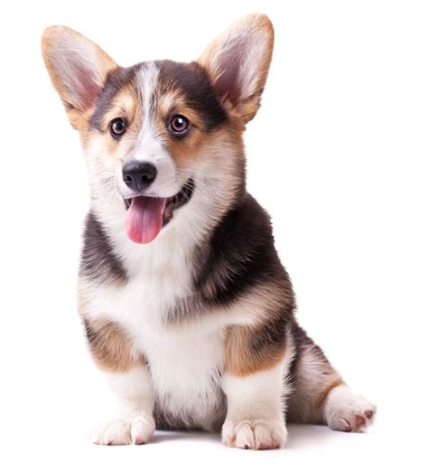 Bán Chó Corgi Thuần Chủng - Bảo Hành Toàn Diện 365 Ngày