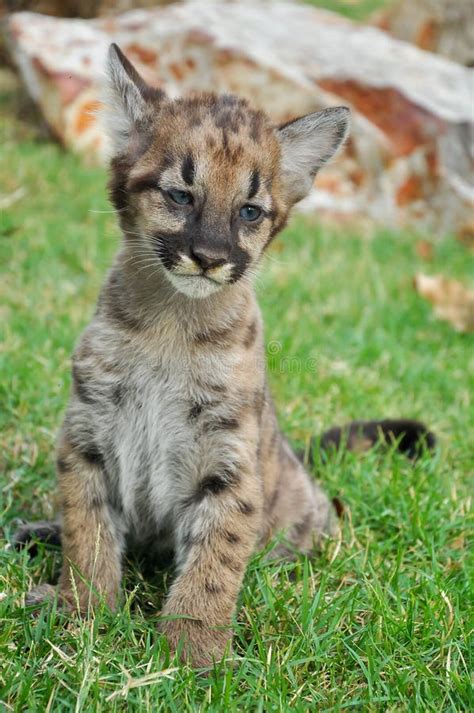 Baby Puma stock image. Image of grow, puma, mammal, pretty - 32644895