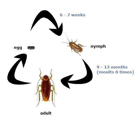 Life Cycle of A Cockroach