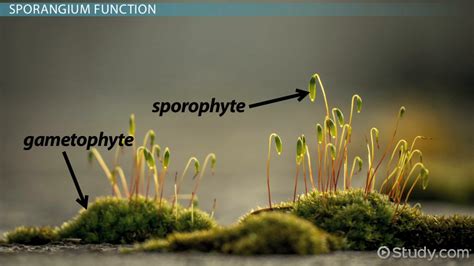 Sporangia Fungi