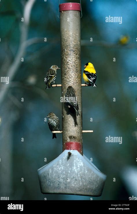 FINCHES ON BIRD FEEDER FILLED WITH SEED Stock Photo - Alamy