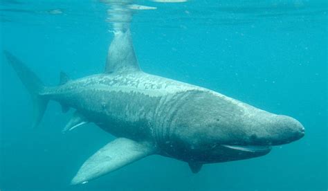 Don't be afraid of the shark...: Basking Sharks