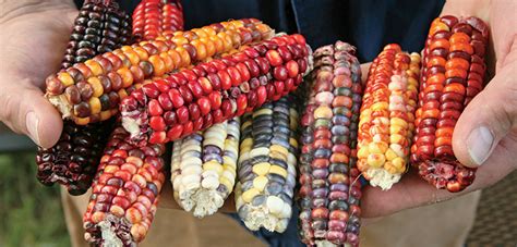 The Best Varieties of Heirloom Corn | myFarmLife.com