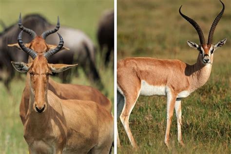 Types Of Gazelle