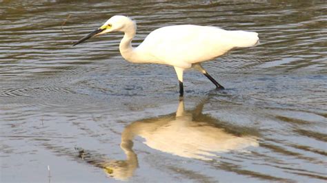 Pulicat Lake Bird Sanctuary - A Birder's Paradise | WildlifeZones