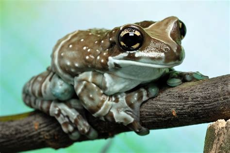 Amazon Milk Frog Care Sheet & Pet Guide - FrogPets