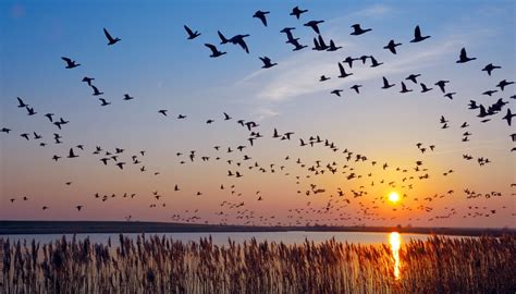 Why do birds migrate at night? – SMU Research