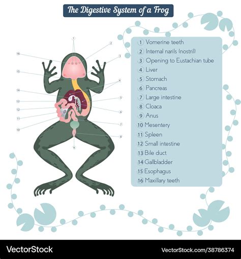 Anatomy for dissected body frog diagram Royalty Free Vector