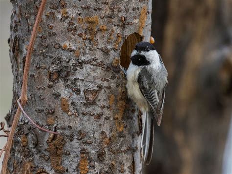 Black-capped Chickadee Nesting (Complete Guide) | Birdfact