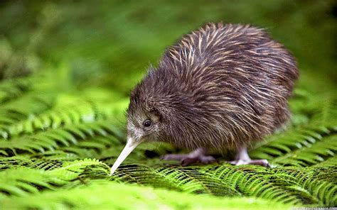 This is a Kiwi, national bird of New Zealand. It's does not fly and is ...