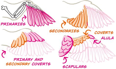 Bird Wing Anatomy Wings Drawing Wing Anatomy Bird Drawings | The Best ...