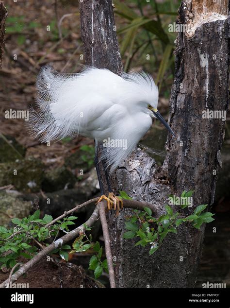 Snowy Egret bird perched on a branch displaying fluffy white feathers ...