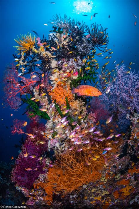 A Virtual Journey Through Some of the World’s Best Coral Reefs