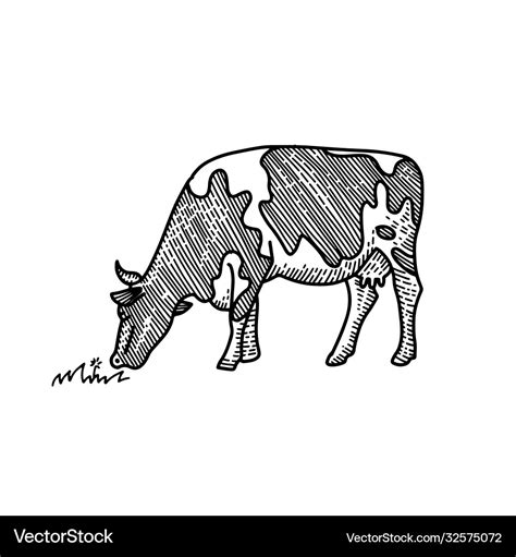 Young cow eating grass hand drawn drawing suited Vector Image