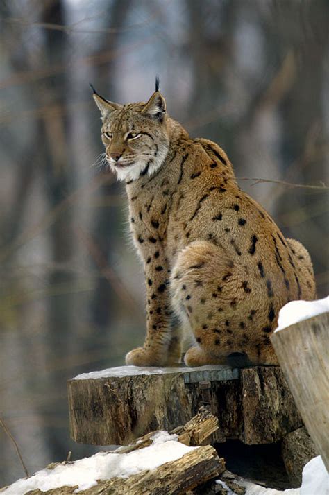 Eurasian lynx - Wikipedia