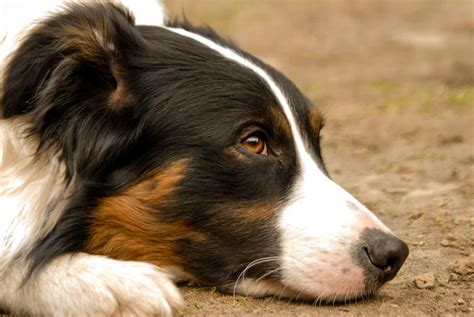 The 136 Most Popular Border Collie Names