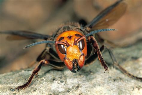 More research needed on giant Asian hornet (aka the 'Murder hornet ...