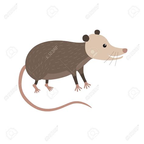 clipart opossum 20 free Cliparts | Download images on Clipground 2024