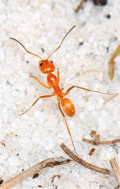 Pyramid Ant - Dorymyrmex bureni, Lake June-in-Winter Scrub… | Flickr