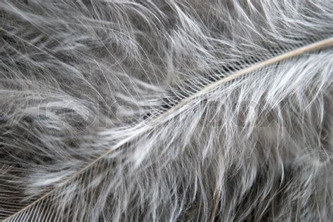 Close up view of white feather | Stock Photo | Colourbox