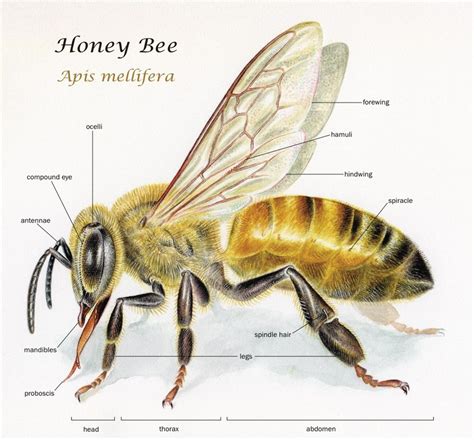 Body parts of a bee. The worker bee.