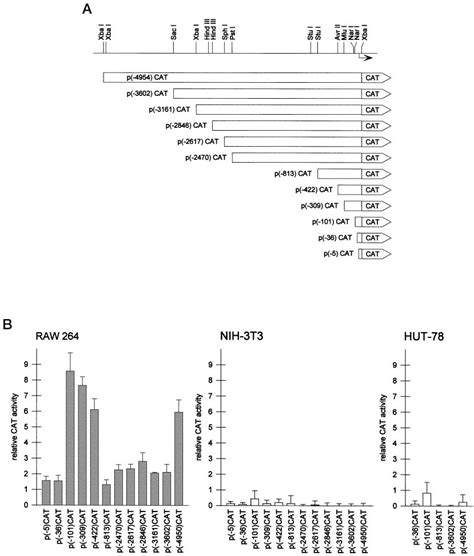 Functional analysis of HCK reporter gene constructs. A, the human HCK ...