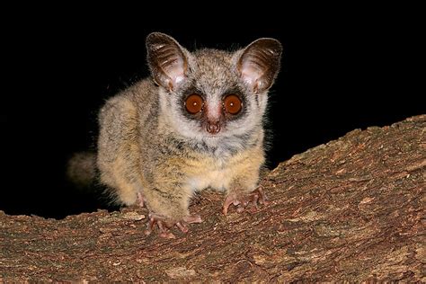 Bushbaby Facts - Animals of Africa - WorldAtlas.com