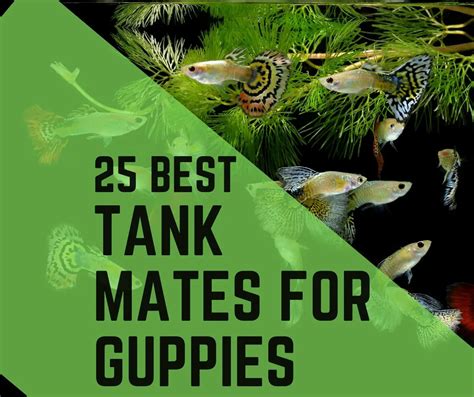 25 Guppy Tank Mates you can Join (With Images) - Guppy Fish Care