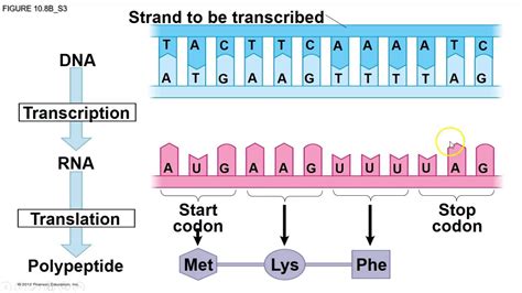 Modifications of DNA – The Science Herald