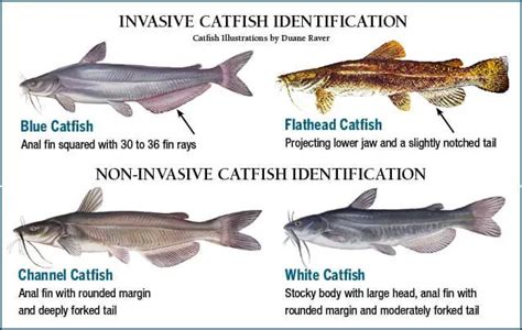 Types of Catfish (#11 Is Actually Super Cute)