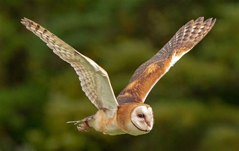 Barn Owl Facts & Information - Big Farmland Bird Count