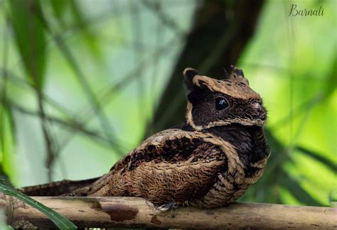 The great eared nightjar is a species of nightjar in the family ...