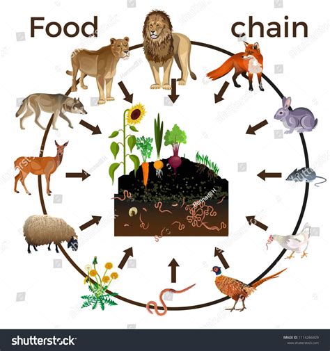 Food chain animals. Vector illustration isolated on white ...