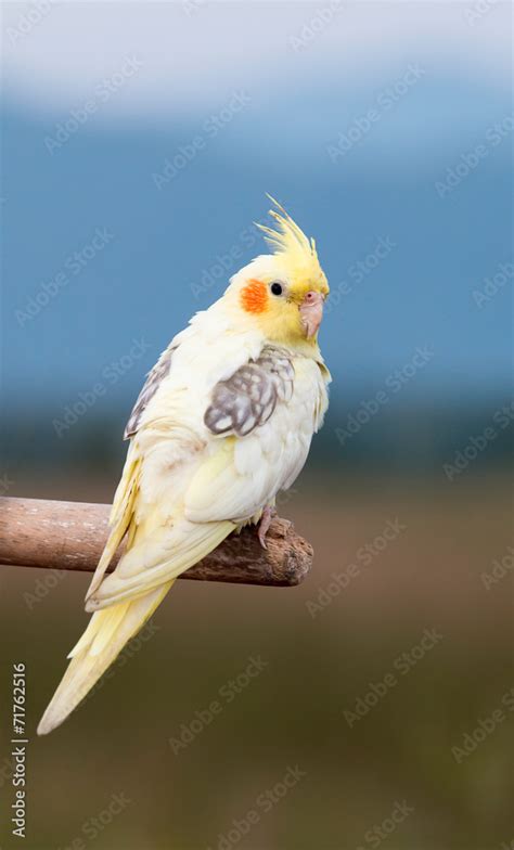 Cockatiel parrot ,bird Stock Photo | Adobe Stock