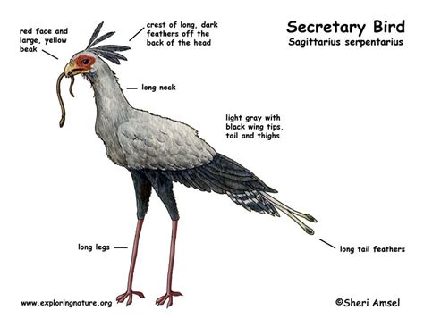 Secretary Bird