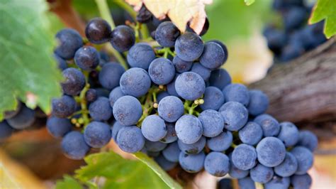 A Comprehensive Guide To Shiraz (Syrah) | Wine Guide | Virgin Wines