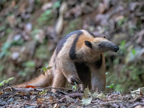 Ran into this Northern Tamandua Anteater while hiking through Costa ...