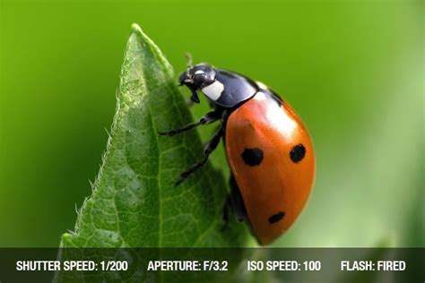 Photographing Insects | Close-up Photography Tips