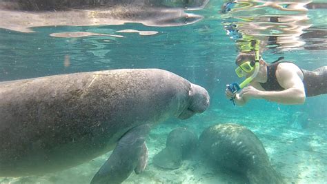 Swimming with Florida manatees - YouTube