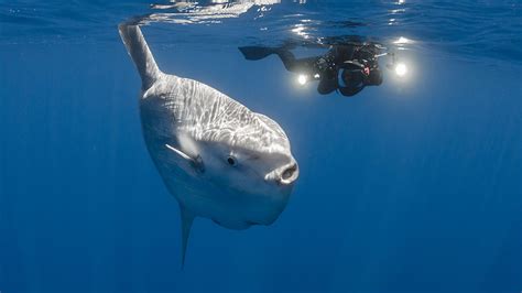 'Shark! Shark!' Huge sunfish off North Carolina coast confused for ...