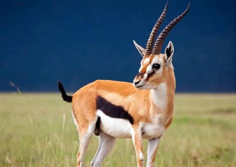 Gazelle Behavior - AnimalBehaviorCorner