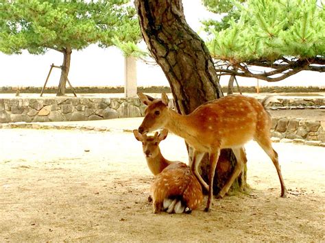 Sacred Deers of Itsukushima Shrine, Miyajima, Hiroshima, Japan