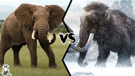 Elephant vs Mammoth - Who Would Have Won a Fight? - YouTube